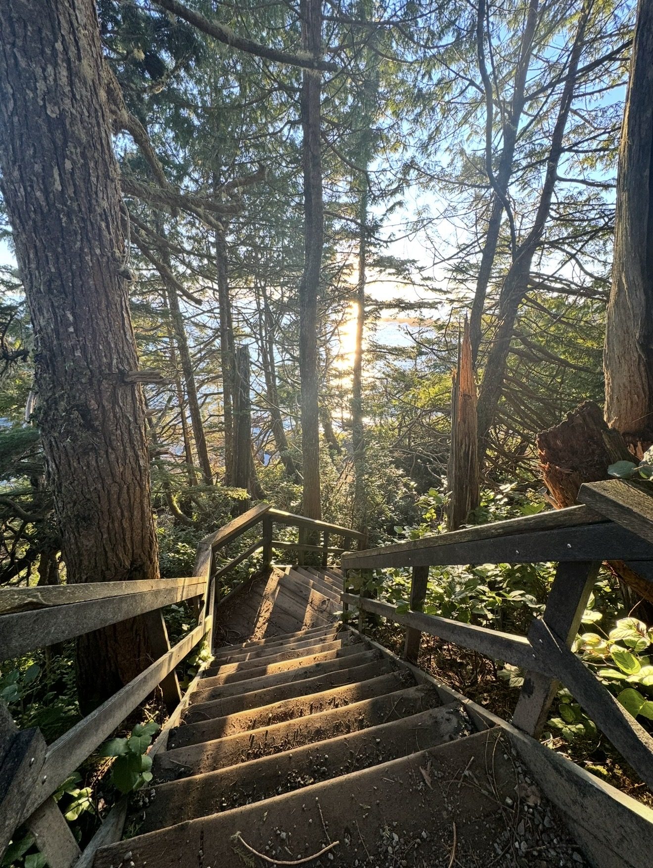A wooden staircase winding down through tall cedars toward sunlit water